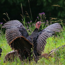 turkey